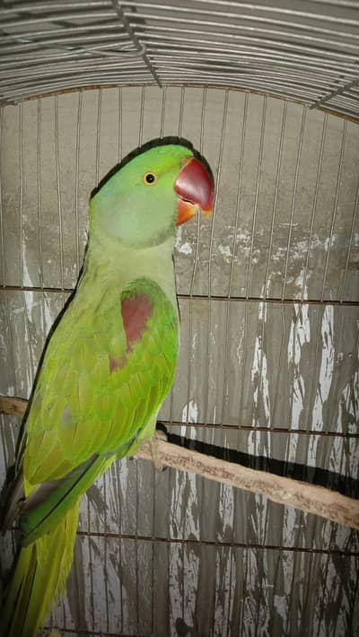 Alexanderin Male for sale