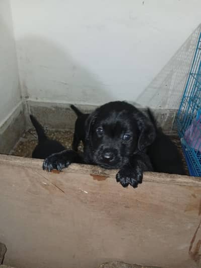 Black Labrador Puppies available