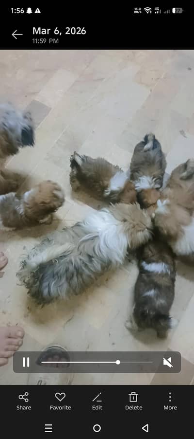 shitzuu pup male female available