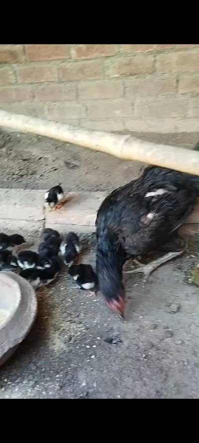 Thai burmi vait female with 9 chicks for sale