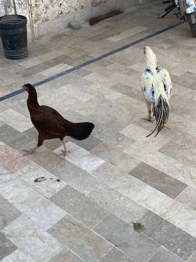 Desi chickens pair for sale