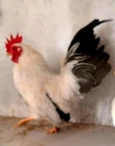 Japanese bantam male black tail English game