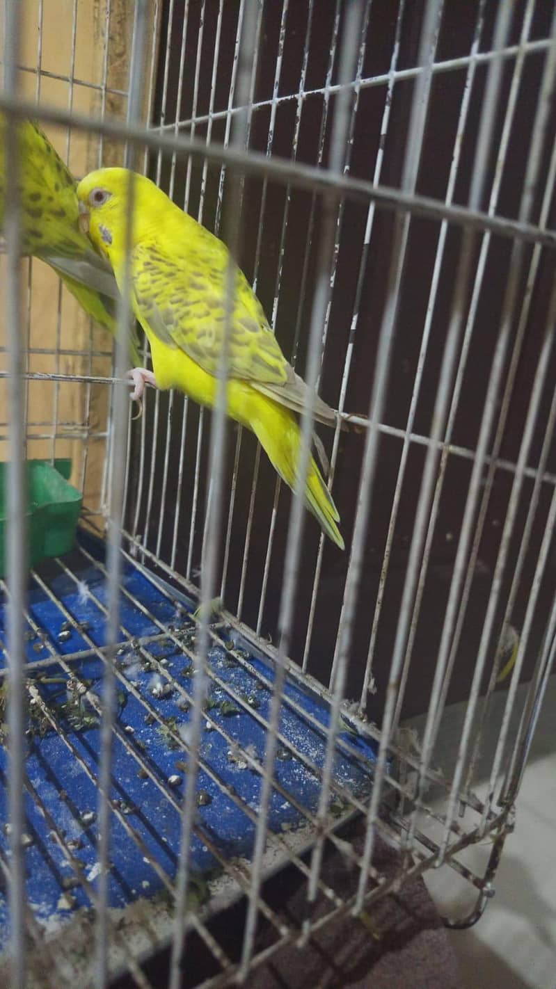 بریڈر جوڑا  Breader pair 1