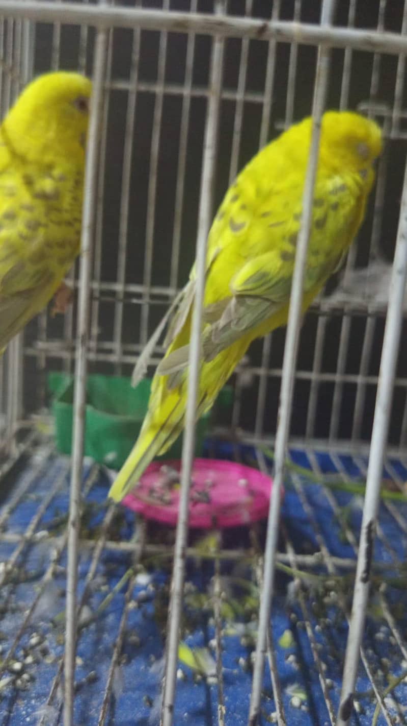 بریڈر جوڑا  Breader pair 2