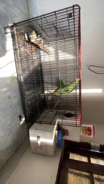 Kashmiri Parrot breading Pair