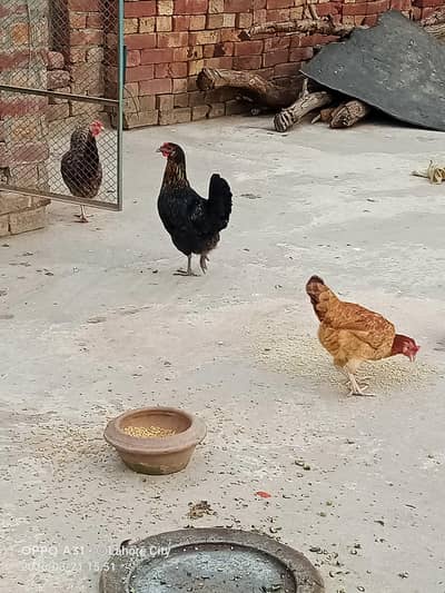 Desi Murgia For Sale