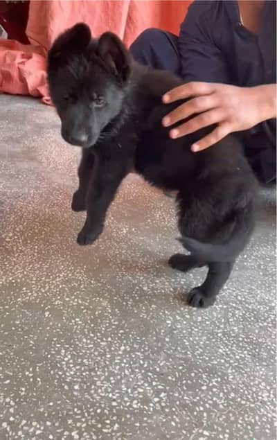 balck german shapherd female pup pink pidgre