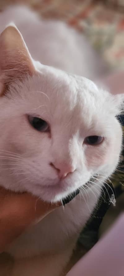 Pure persian cat Immediately sale