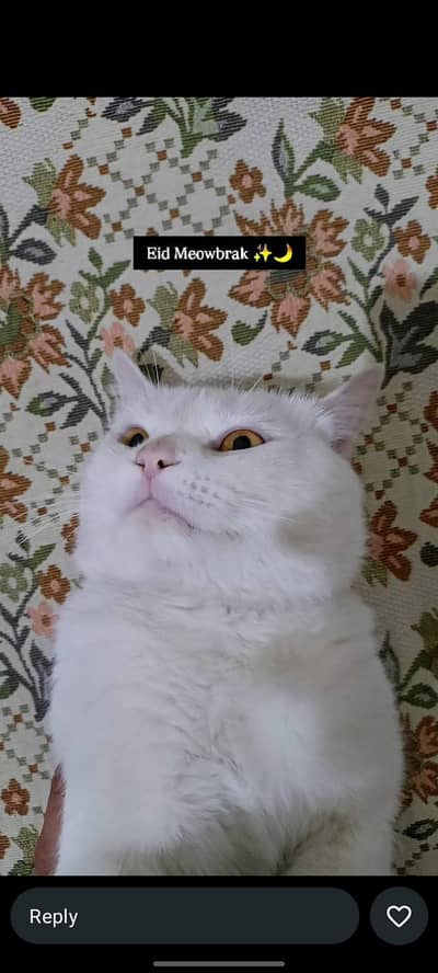 Pure persian cat double coat Immediately sale