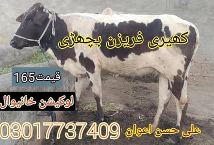 bachri 03017737409 Whatsapp