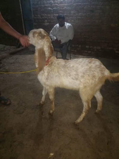 pure Makhi cheeni cross Bakri