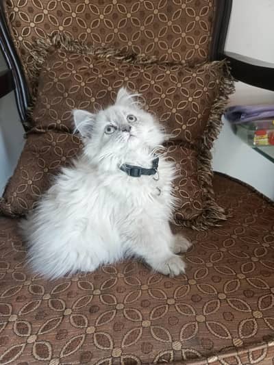 Siamese double coat long hair male kitten