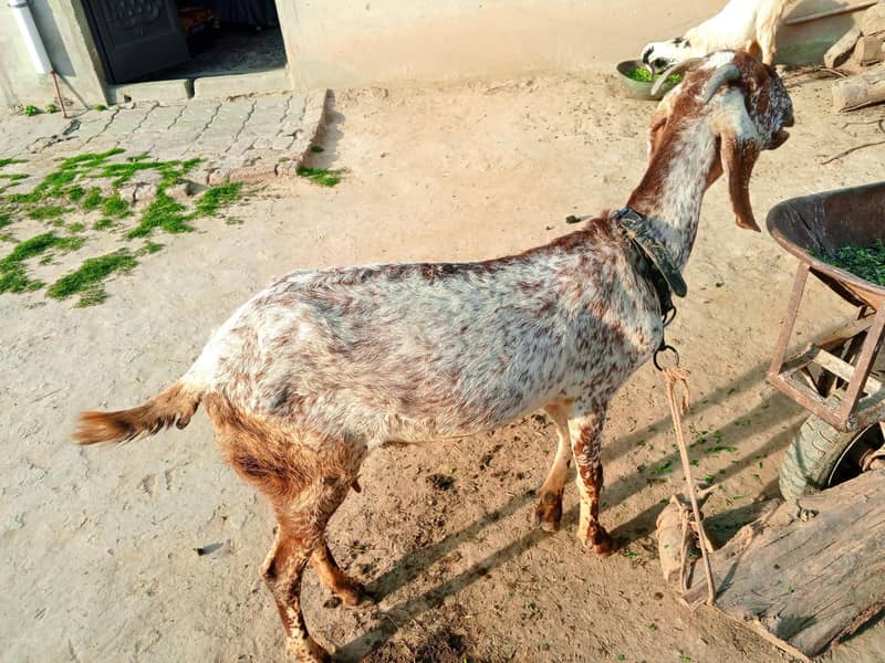 ایک بکری برائے فروخت 1