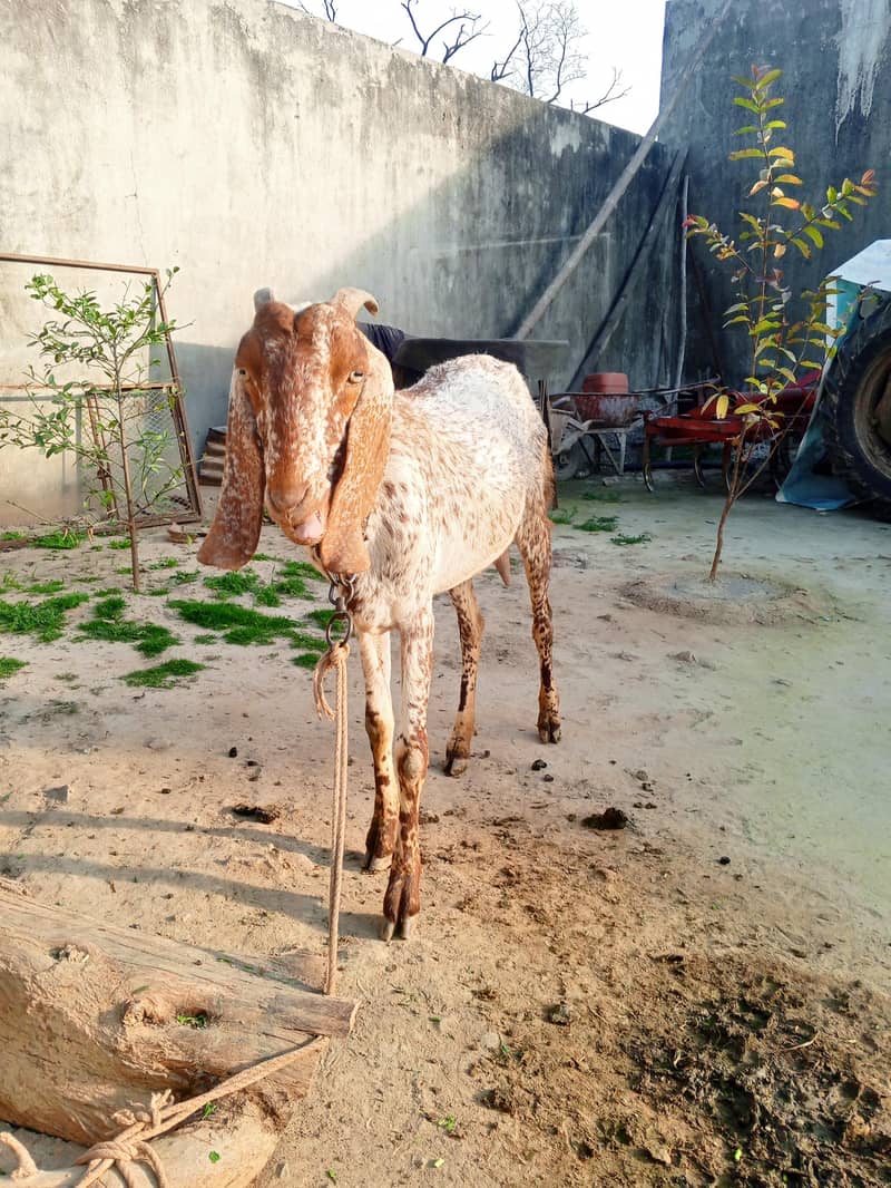 ایک بکری برائے فروخت 4