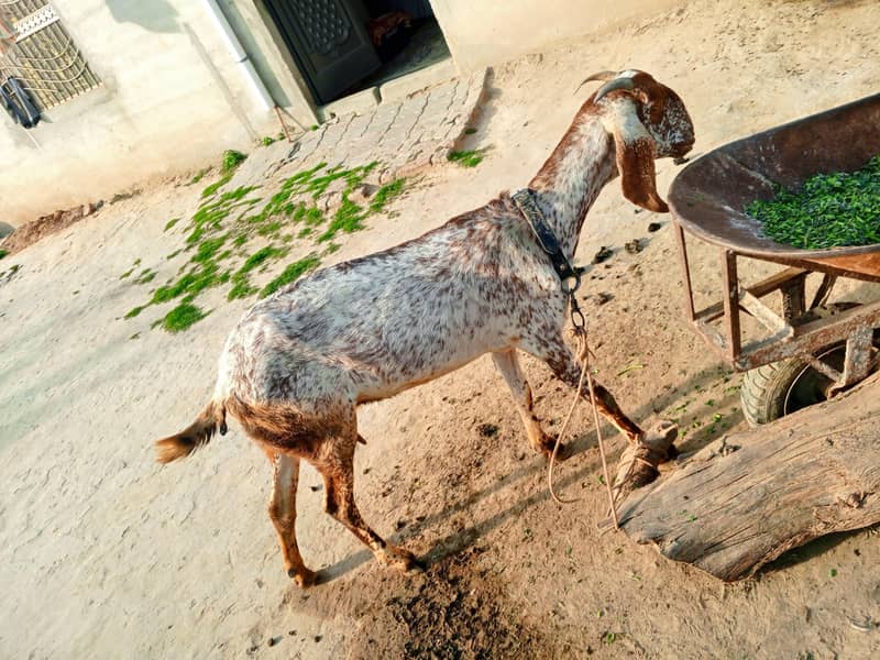 ایک بکری برائے فروخت 5