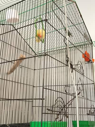 ak female deceno red eye jis Bhai ko Lene ho rabta karay