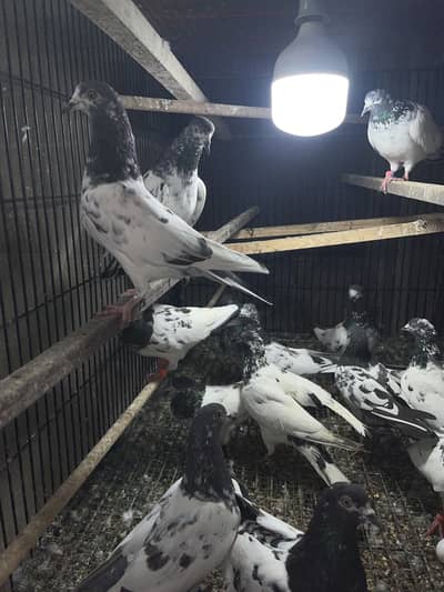 Sb Taddy Kabotar hy. . .