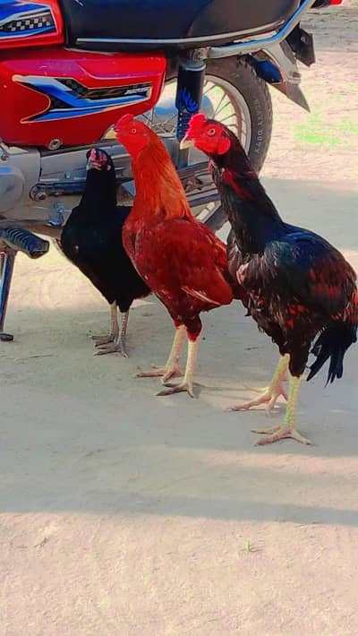 2 aseel murgha 1 Madi available 03368482314