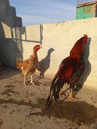 Pure Aseell Breeder pair Anday Dene Wali murghi Healthy & Active