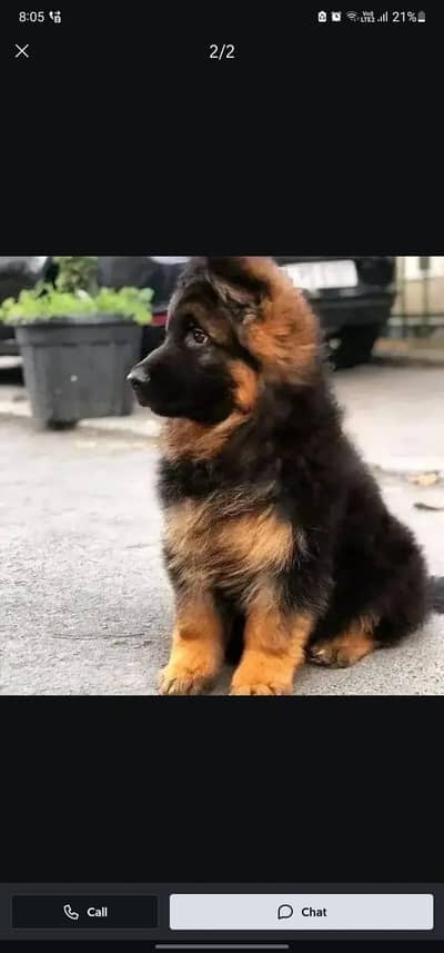 German Shepherd dog for sale male my WhatsApp number 03214390746