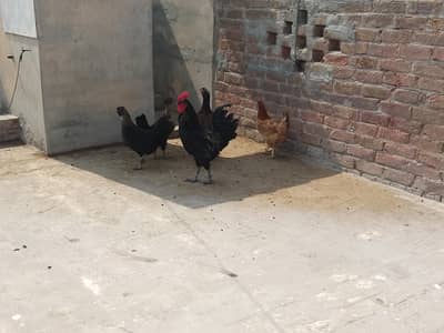 1 Roster & 3 Hens(egg laying)