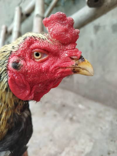 rampuri and sahiwali