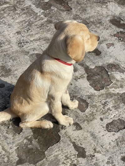 Labrador dog for sale