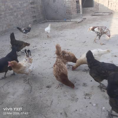 Daily egg  Deane wali