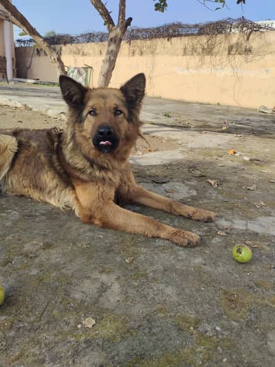 German shepherd cross female