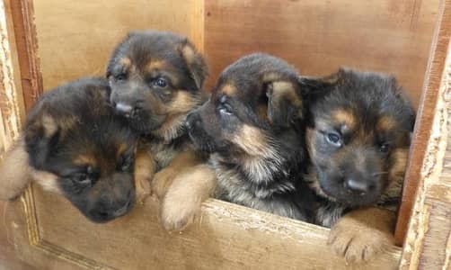 TOP QUALITY GERMAN SHEPHERD PUPPIES ARE AVAILABLE FOR A SALE ONLY