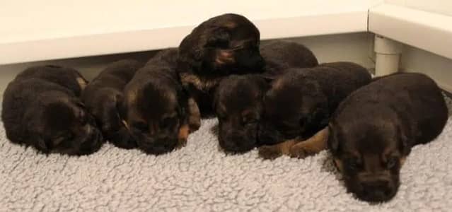 TOP QUALITY GERMAN SHEPHERD PUPPIES ARE AVAILABLE FOR SALE ONLY FAMILY