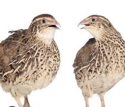 batair available for sale