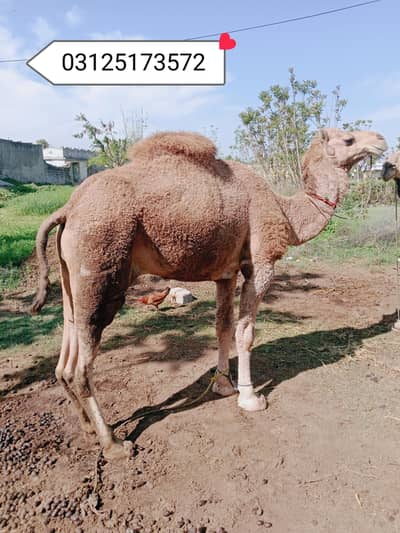 Camel for sale for qurbani