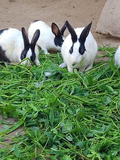 baby and breading wala pair