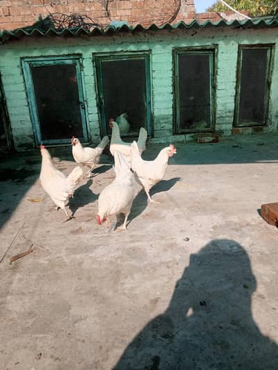 white austorlop commercial