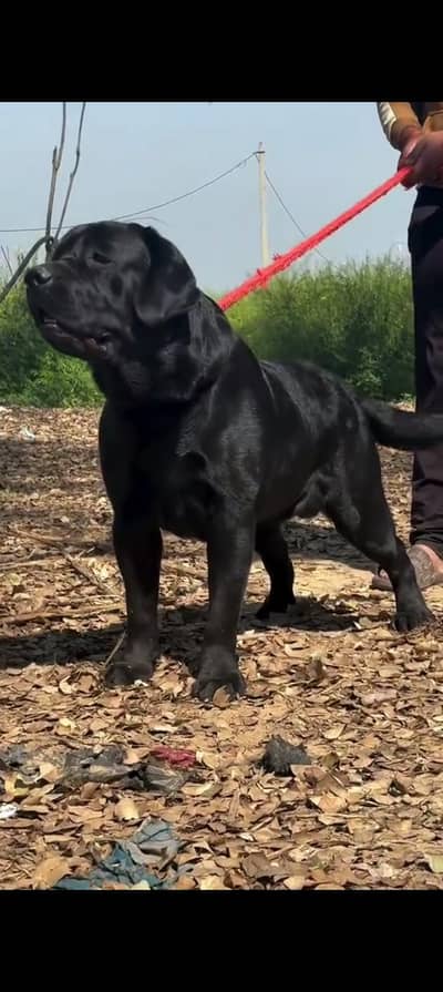 full black female Labrador  breeder female healthy active