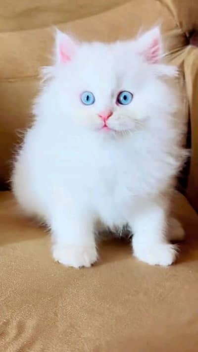 Persian cat for sale male female vaccine clear 0319=71=87=068=