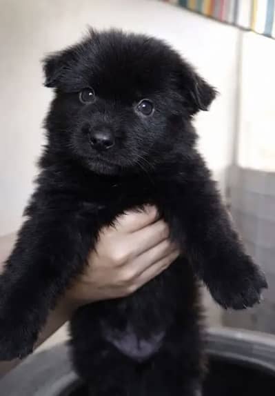 Hand feed ha + full active ha