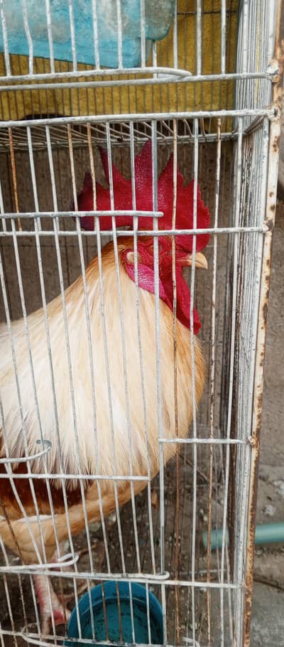 Male Golden Misri for sell