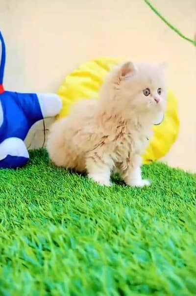 Persian Cats & Kittens for Sale may WhatsApp 03464636921