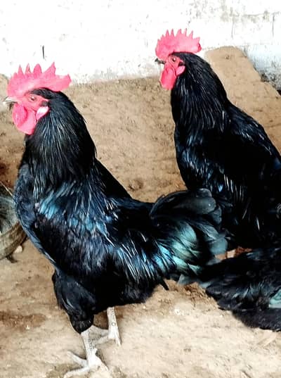 Fartail Egg Available