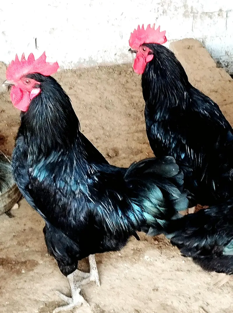 Asterlop Hen Fertaile  Egg Avilable