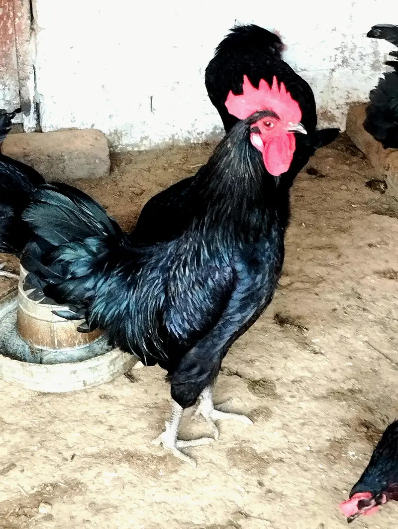 Asterlop Hen Fertaile  Egg Avilable — photo 2