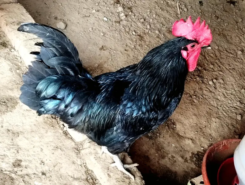 Asterlop Hen Fertaile  Egg Avilable — photo 3