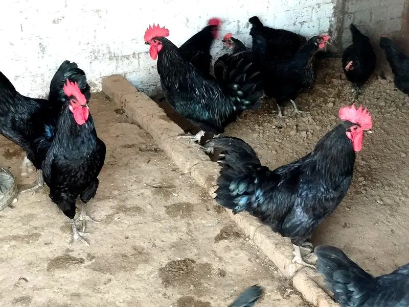 Asterlop Hen Fertaile  Egg Avilable — photo 4