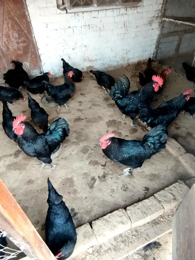Asterlop Hen Fertaile  Egg Avilable — photo 5