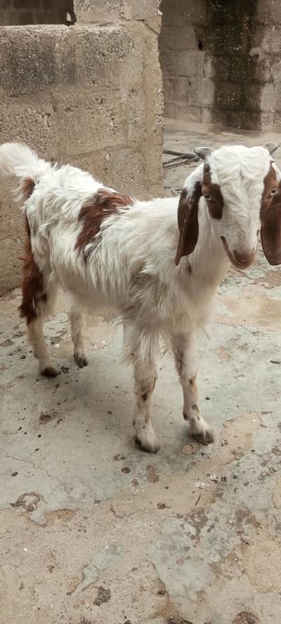 kamori rajanpuri cross goat kid