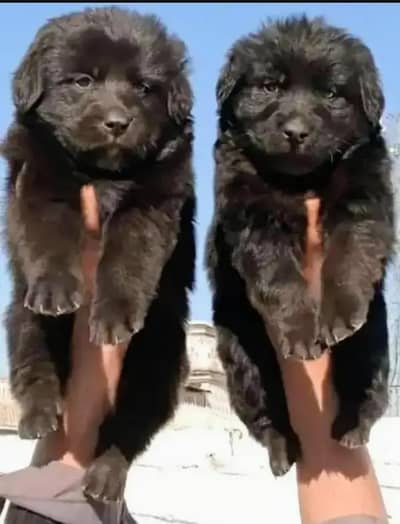 Black German Shepherd Puppies Long Coat