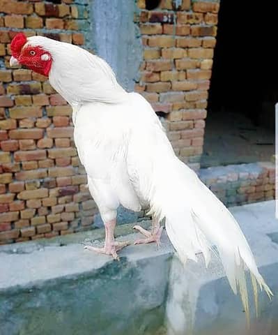 Heera aseel chicks available