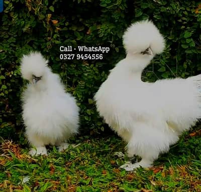 White Silkie Hens For sale